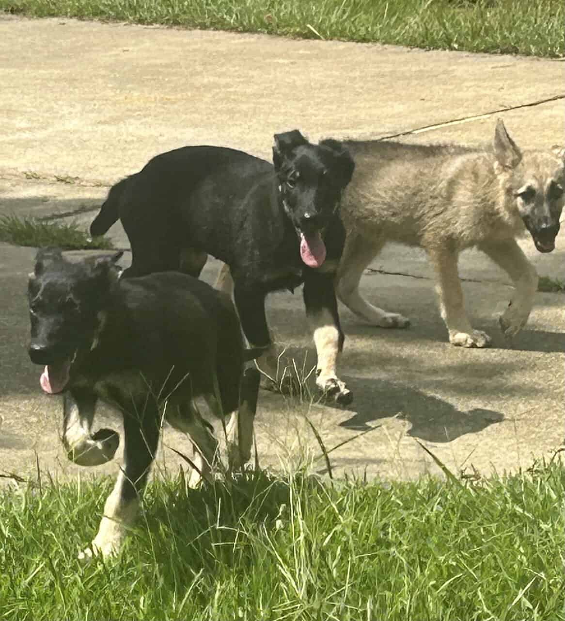 German Shepherd Puppies ready for forever home image 3