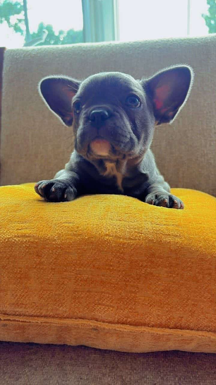 Frenchie for sale image 8