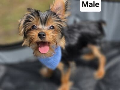 Yorkie Puppy Boy 1 (4lb)