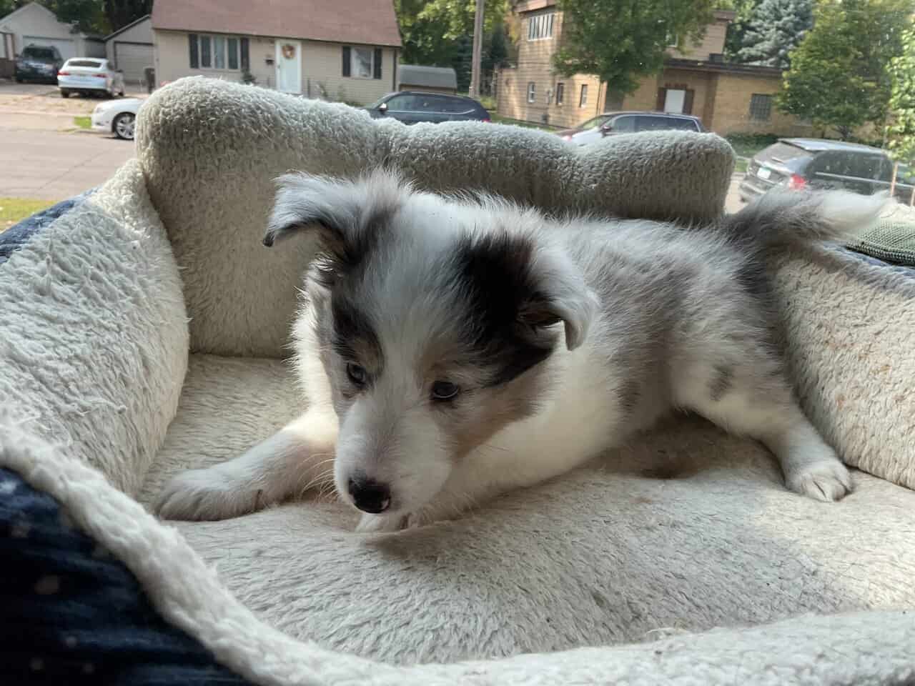 Shelties puppies image 1