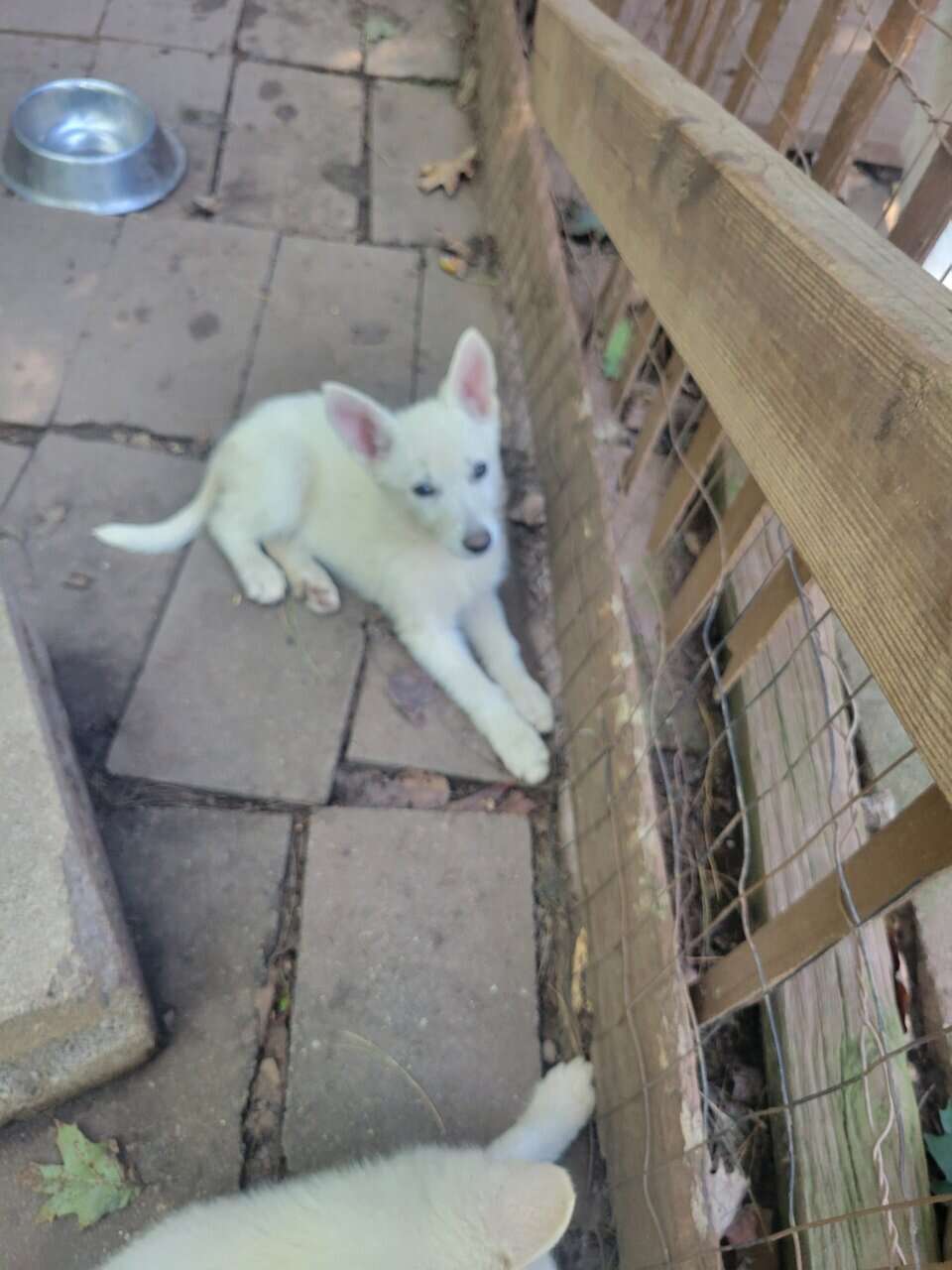Shepski puppies image 8