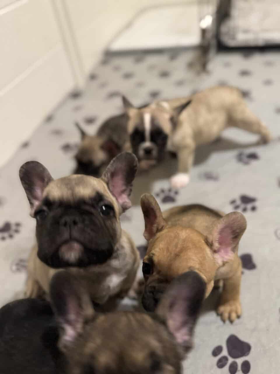 French Bulldog puppies image 10