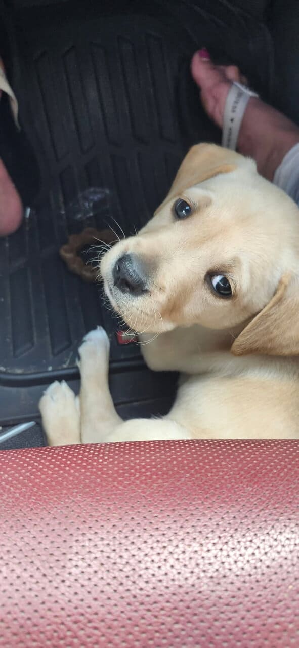 10 week old male lab mix image 2