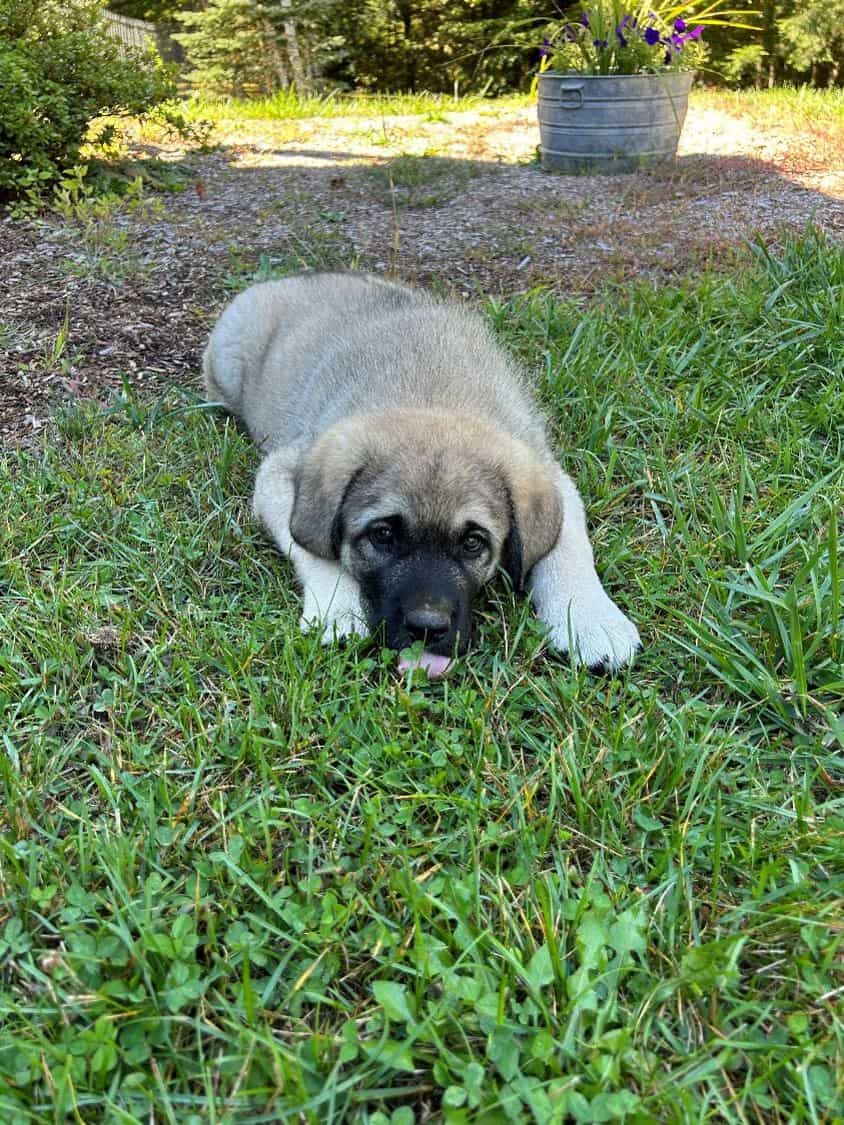 Ivy Kangal – Russian Shepherd Guardian Puppy image 1