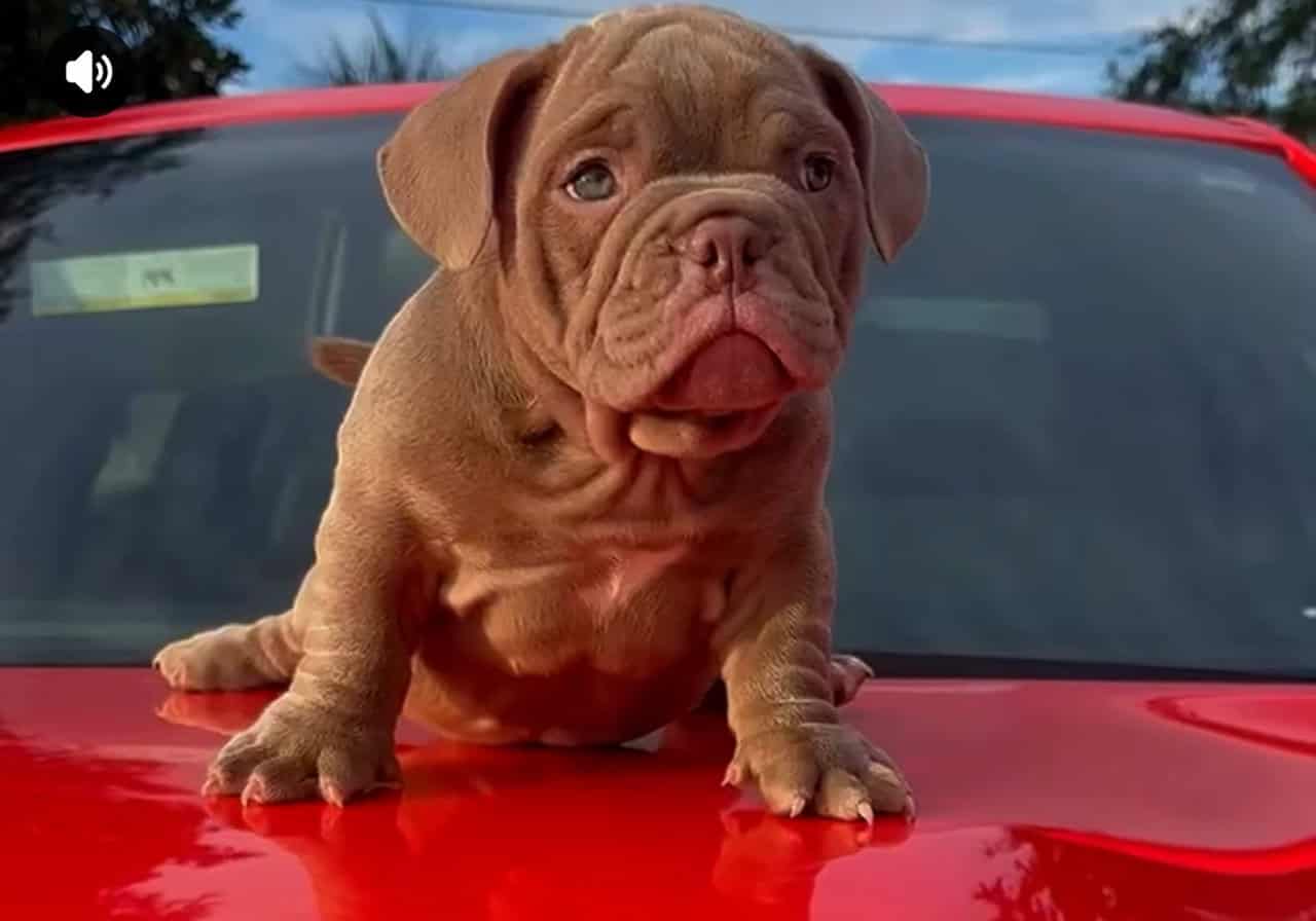 Mirco Exotic Bullies image 4