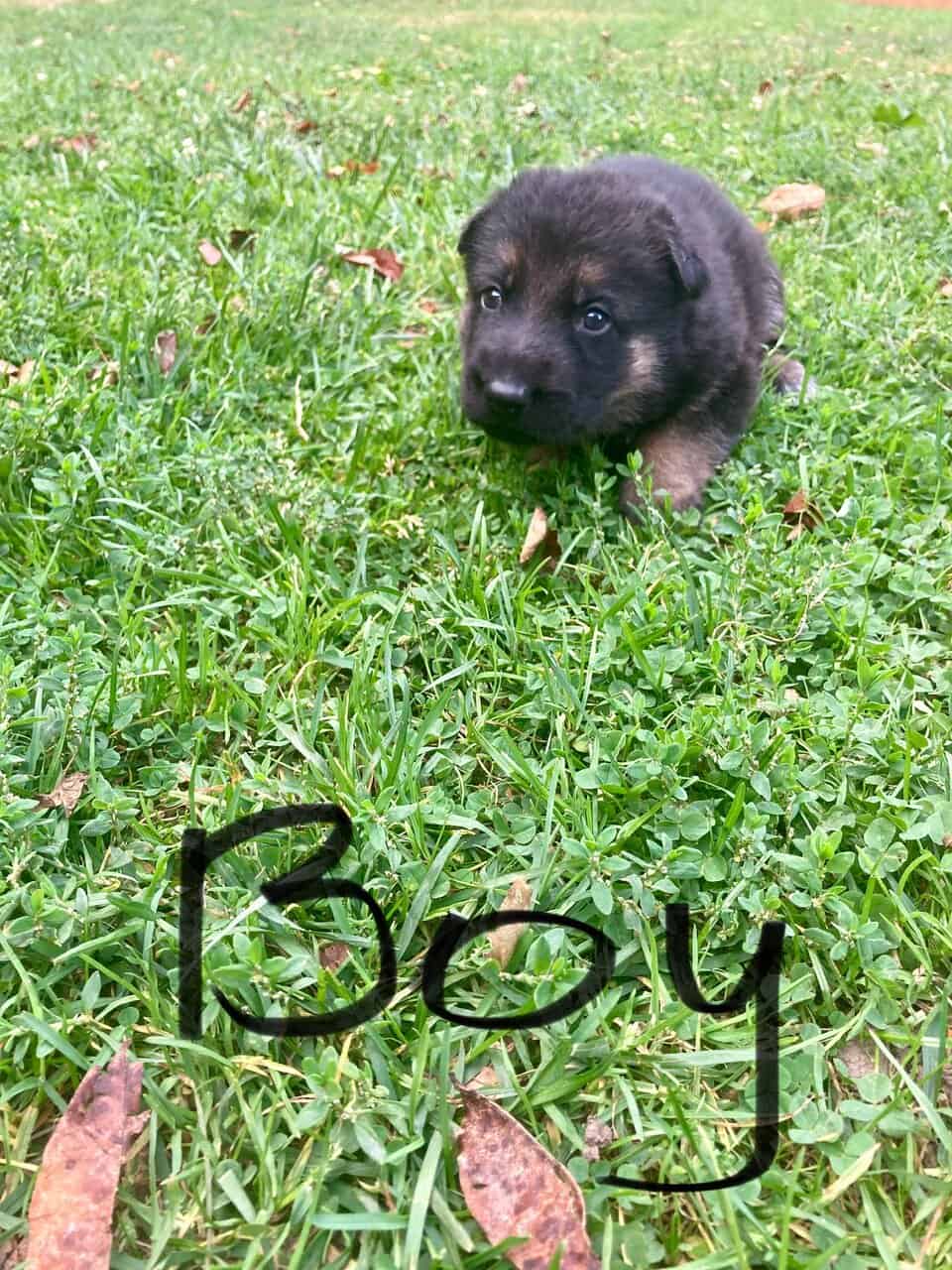 German Shepard puppies image 3