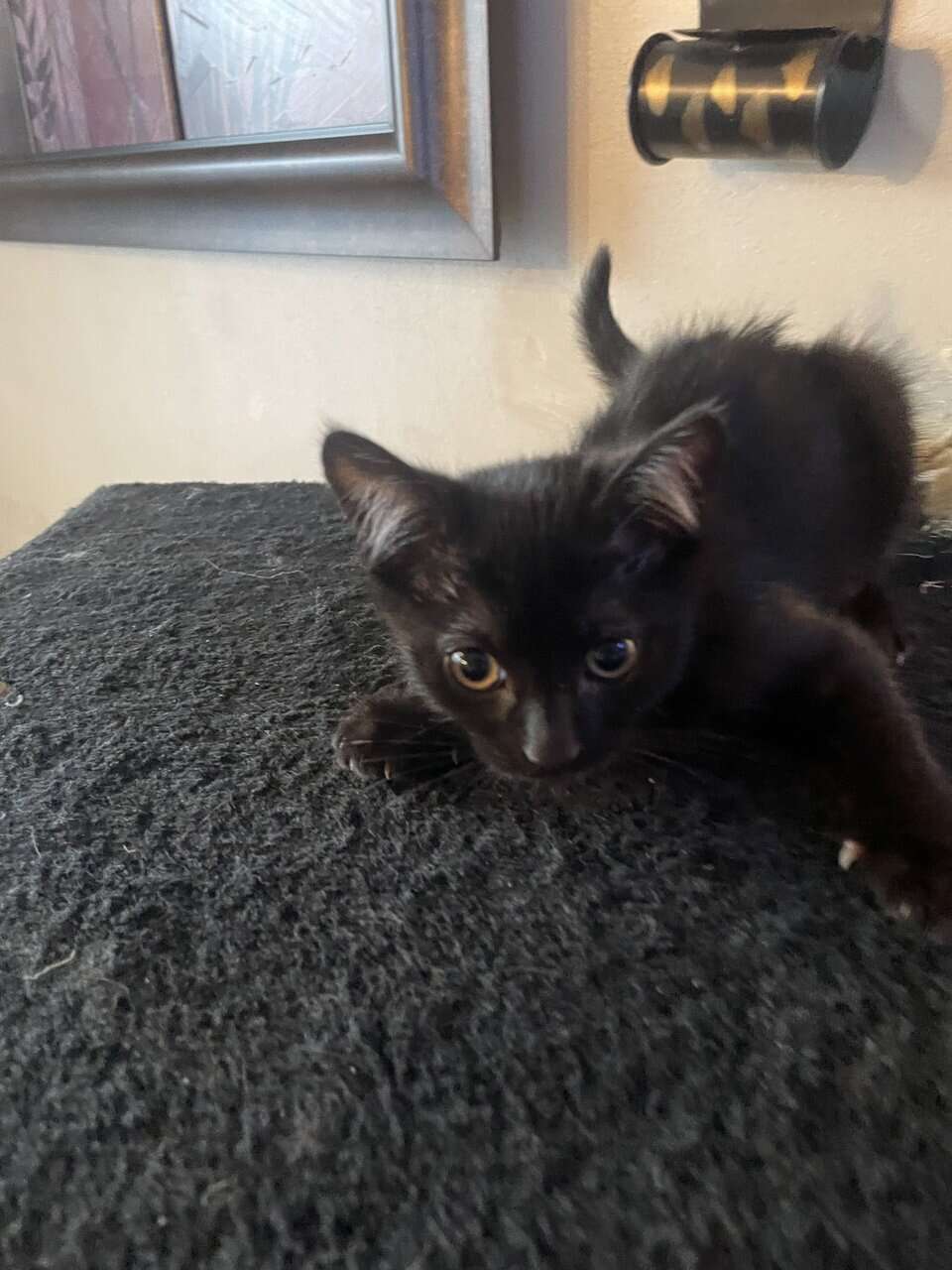 sweet and playful young cat looking for good home image 1