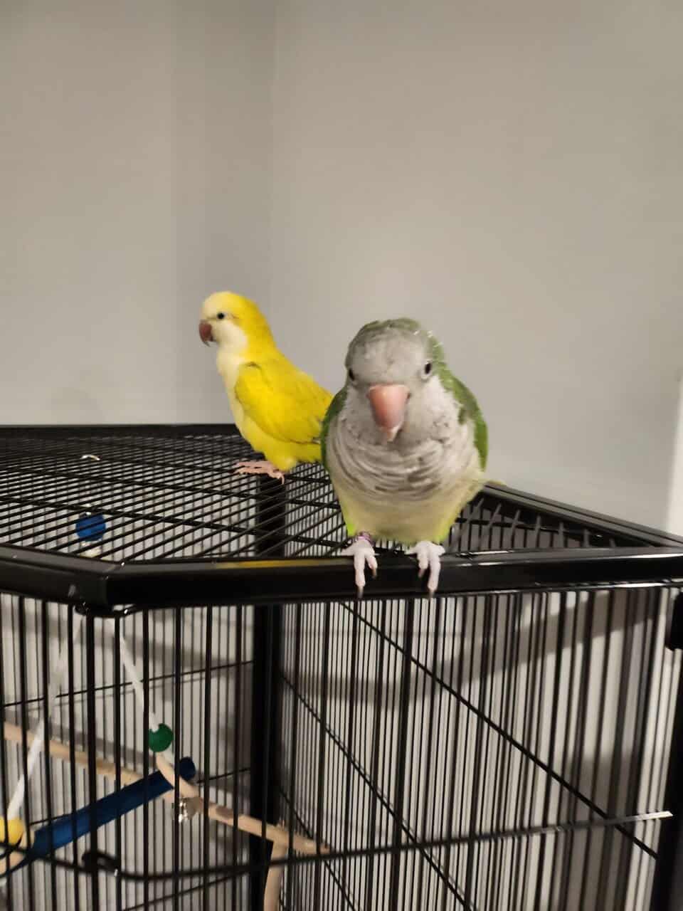 Quaker Parrot image 1