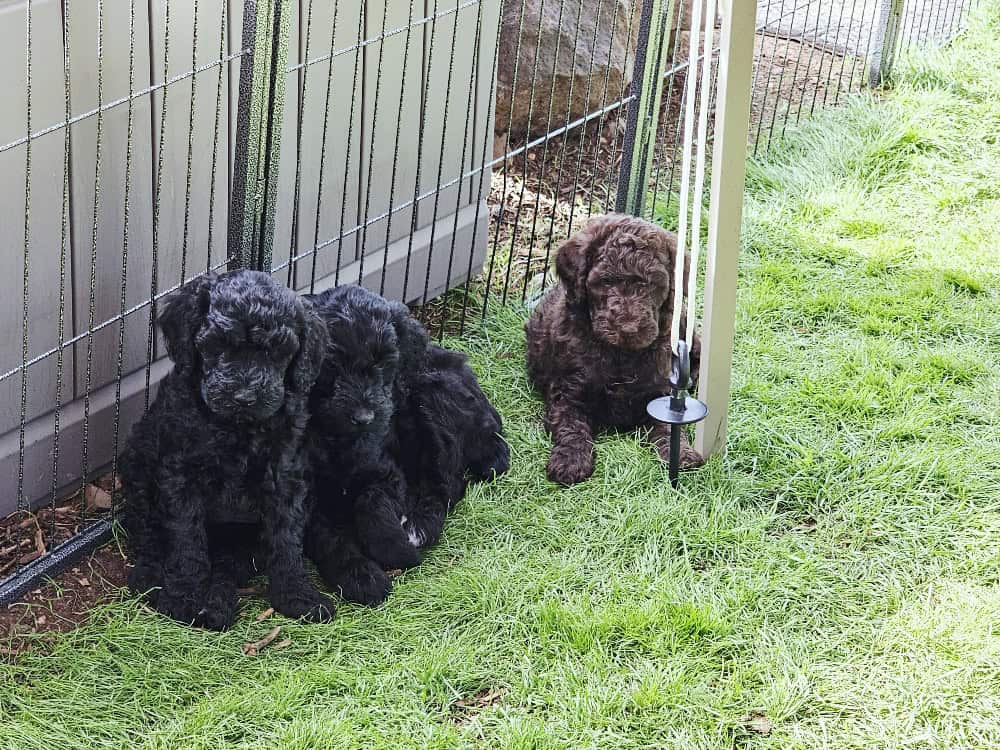 Exceptional F1BB 8 week old Goldendoodle Puppies image 3