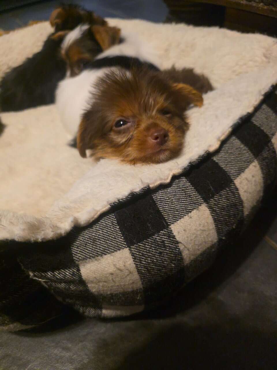 Ckc yorkie puppies image 2