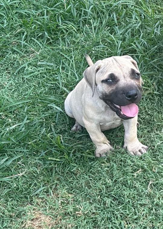 Beautiful pitbull puppies image 1