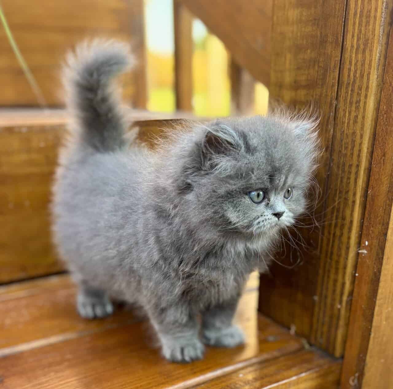 Persian Kittens image 3