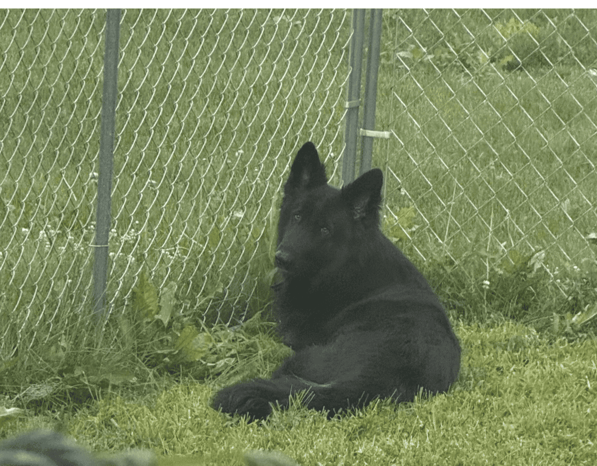 AKC Long Coat German Shepherd image 3