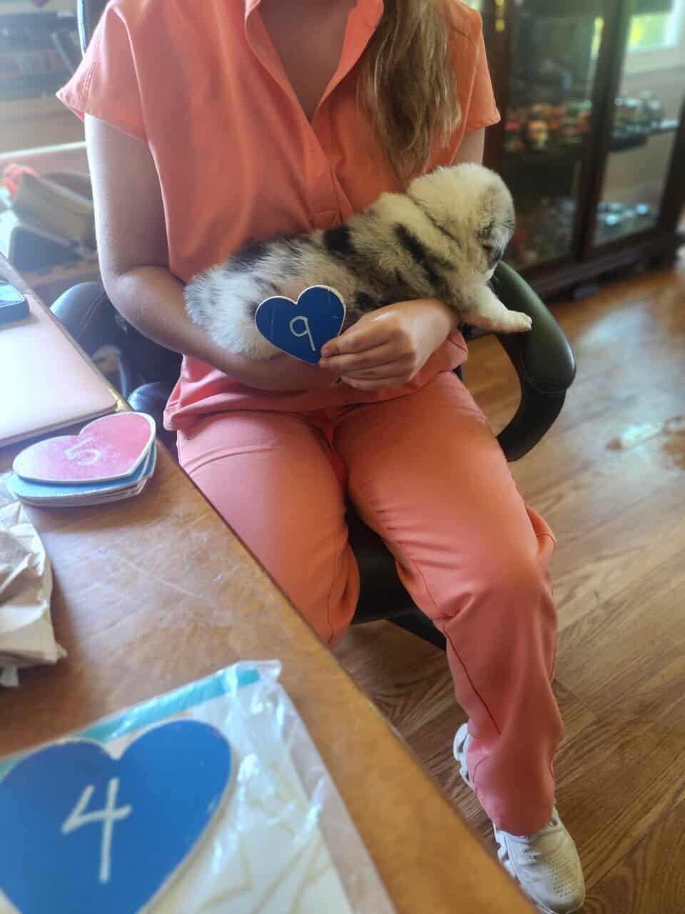 Australian Shepherd puppies 8 wks old vet check image 2