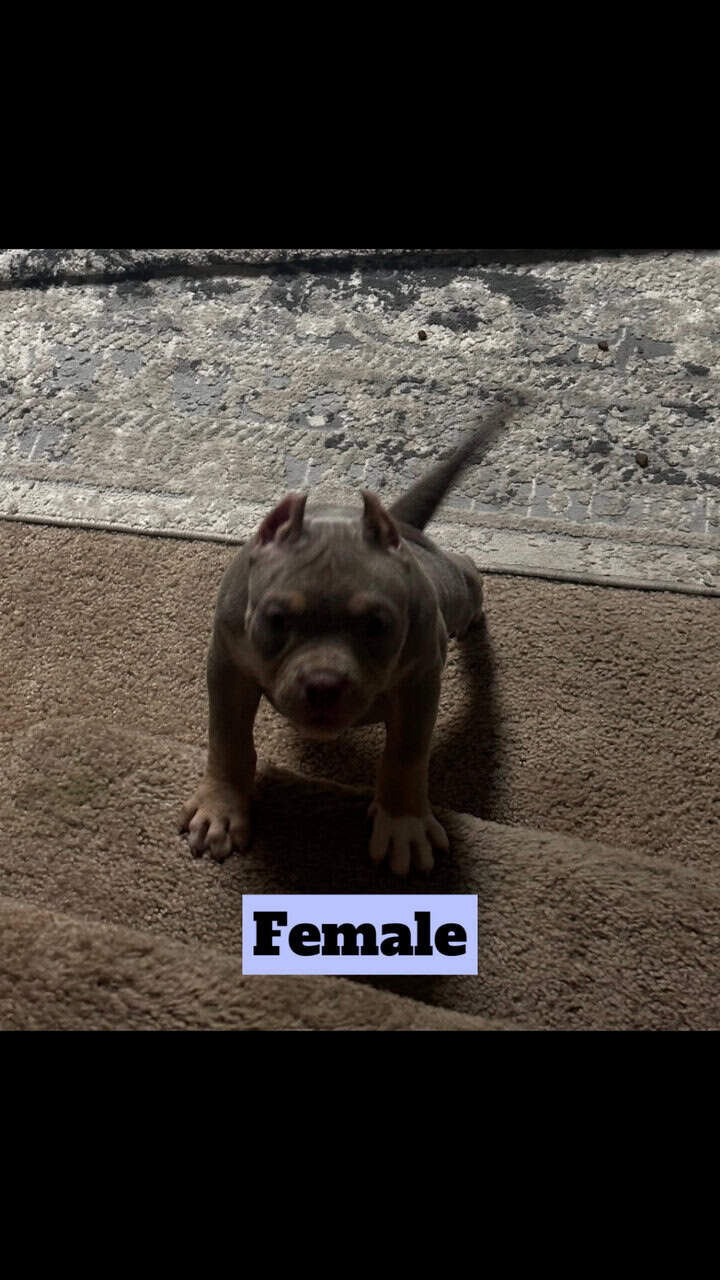 Pocket America bully puppy image 2