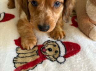 AKC Chocolate Dapple with Cream base ROMEO