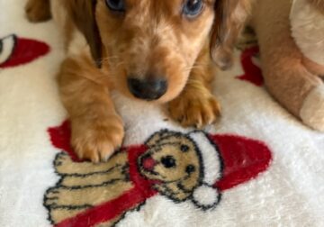 AKC Chocolate Dapple with Cream base ROMEO