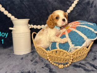 Cavalier King Charles Puppies