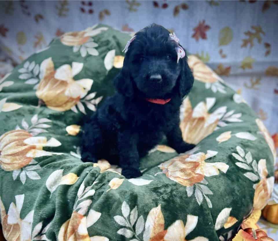 Goldendoodle Puppies Ready in 2 Weeks image 1