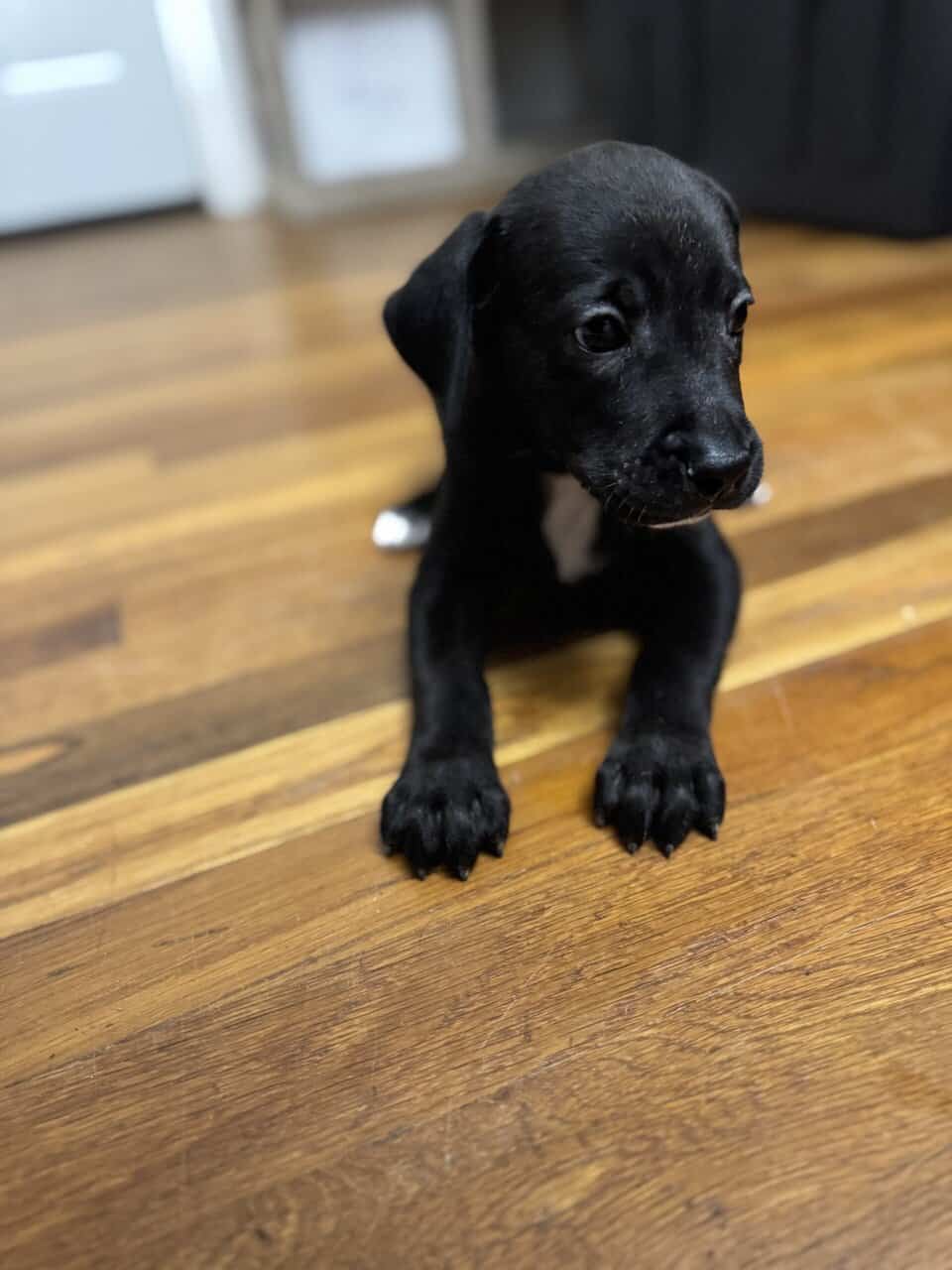 Female puppy image 4