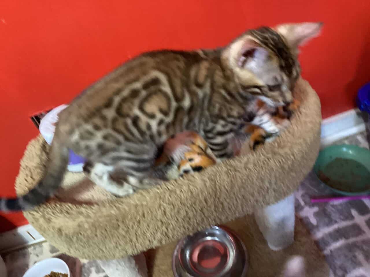 Purrr-n’s Wild Kingdom Exotic. YKittens image 5
