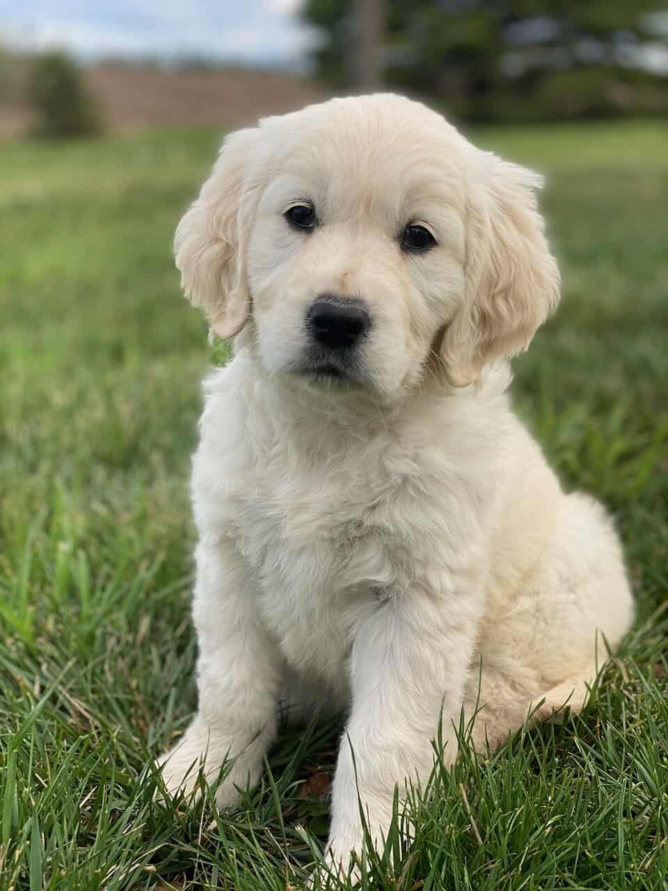 English cream golden retrievers image 2
