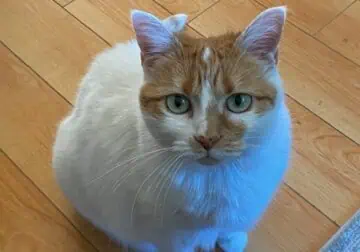 Need to rehome my Cat ASAP