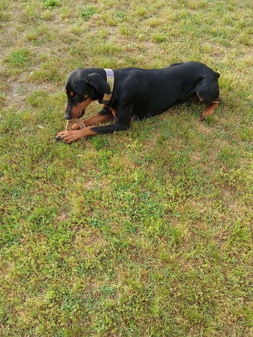 Male 2 year old Doberman image 4