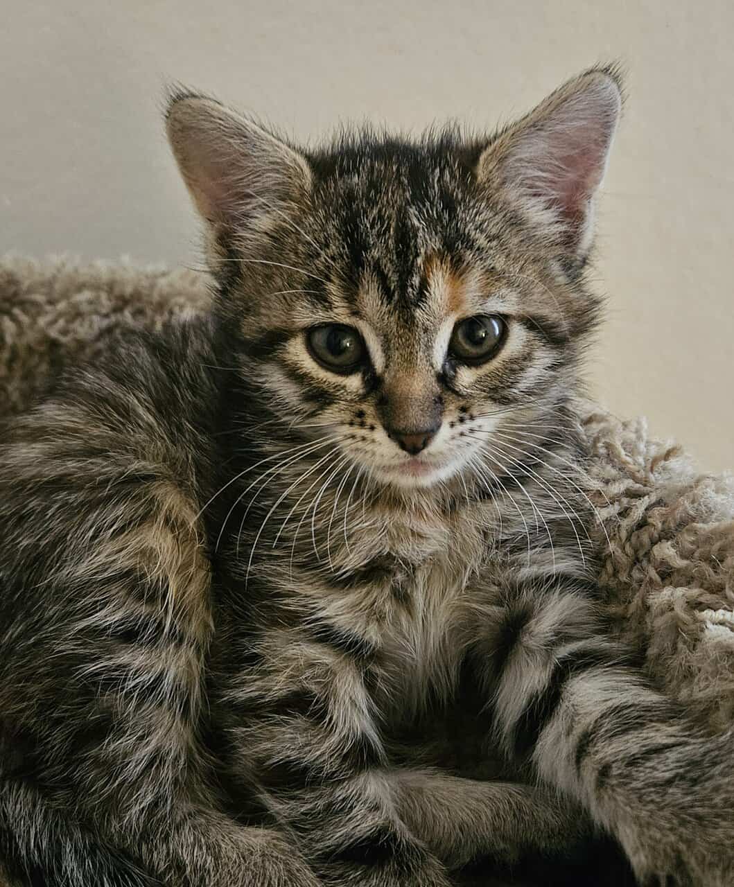 Sweet Kittens image 2