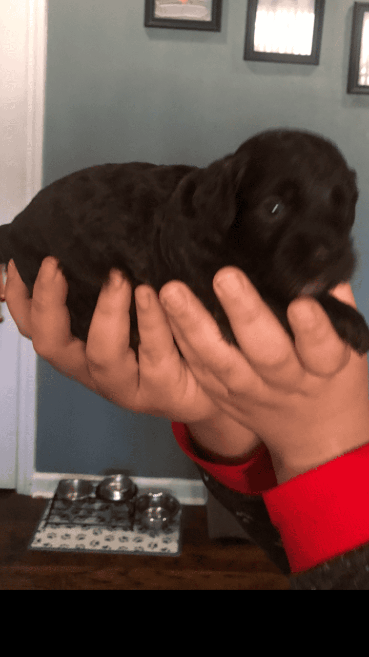 Golden Doodle/Shih Tzu Puppy’s image 4