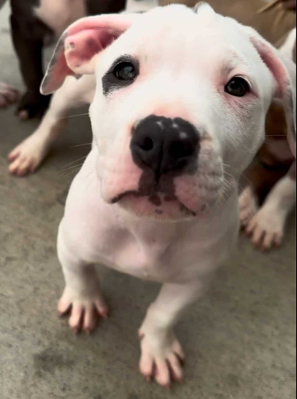 XL Pitbull puppies available image 6