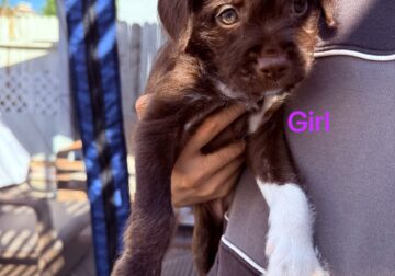 Puppies for sale