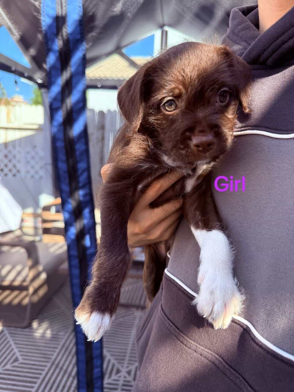 Puppies for sale image 1