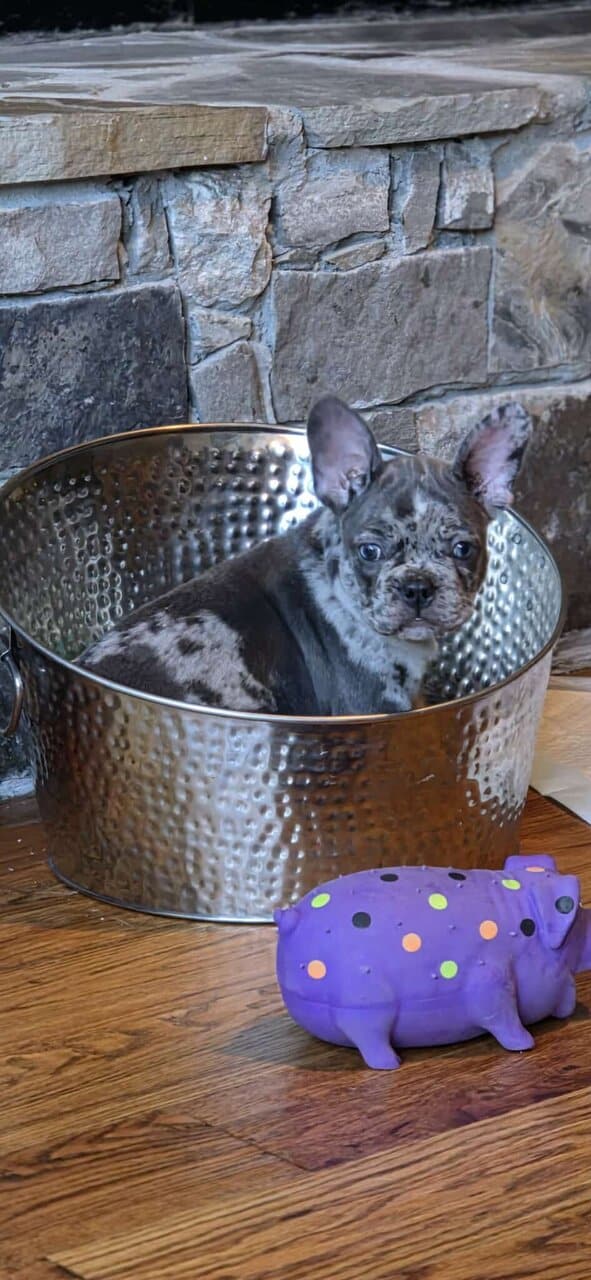 Gorgeous Merle French Bulldog Puppy! image 2