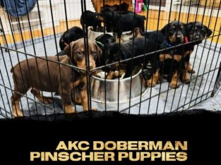 Doberman Pinscher Puppies