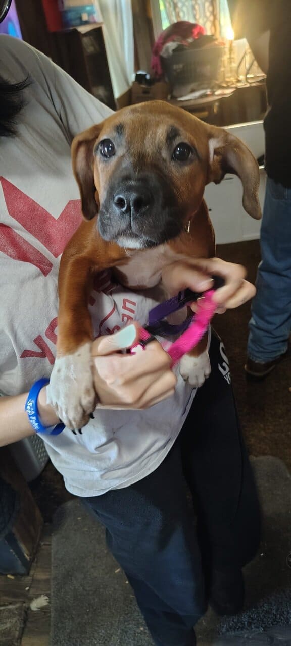 Puppies for adoption image 3