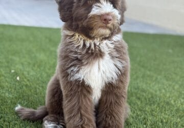 Australian labradoodle