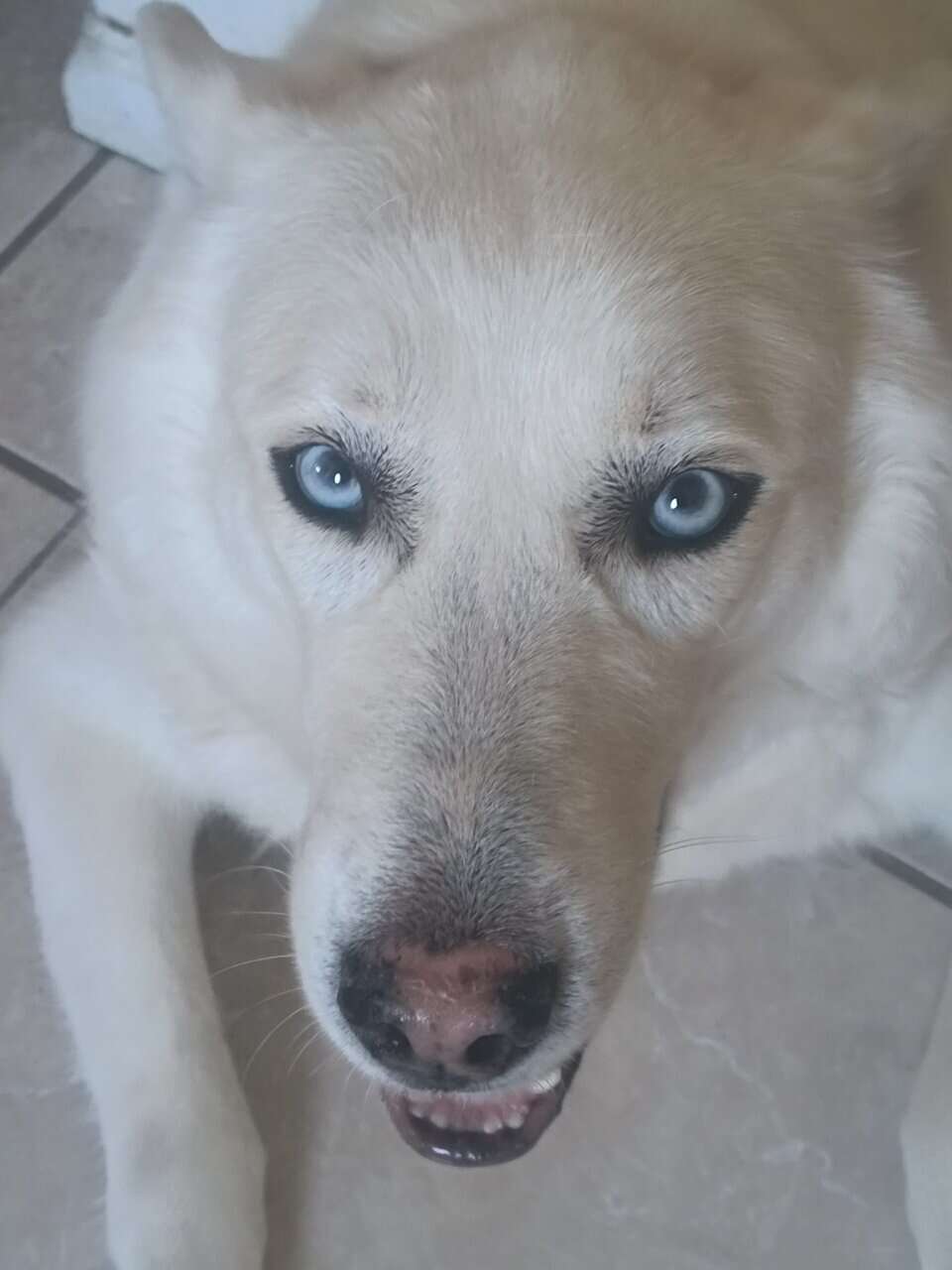 4 Siberian huskies image 4