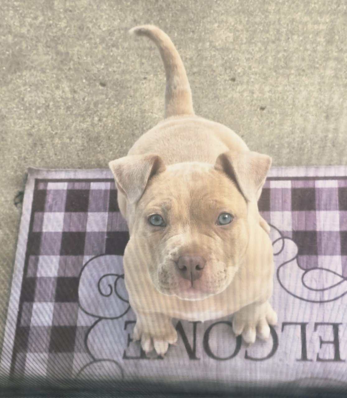American bully image 2