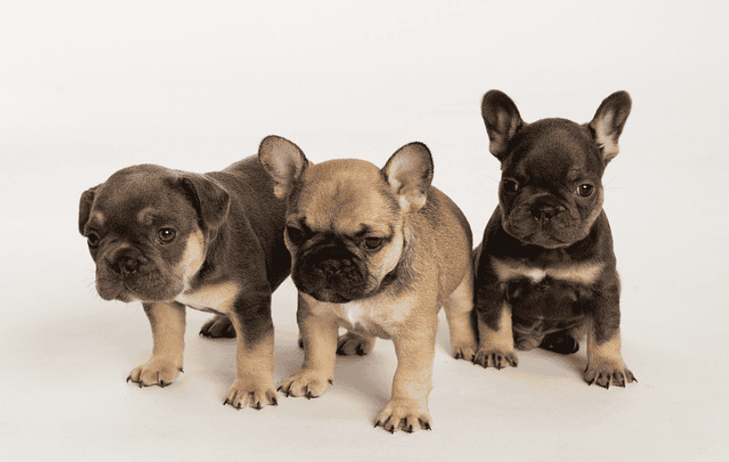 French Bulldogs image 2