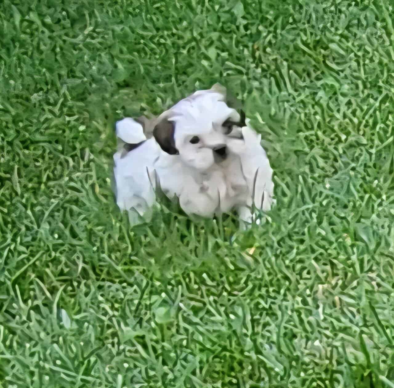 Shi Poo Bichon Puppies image 18