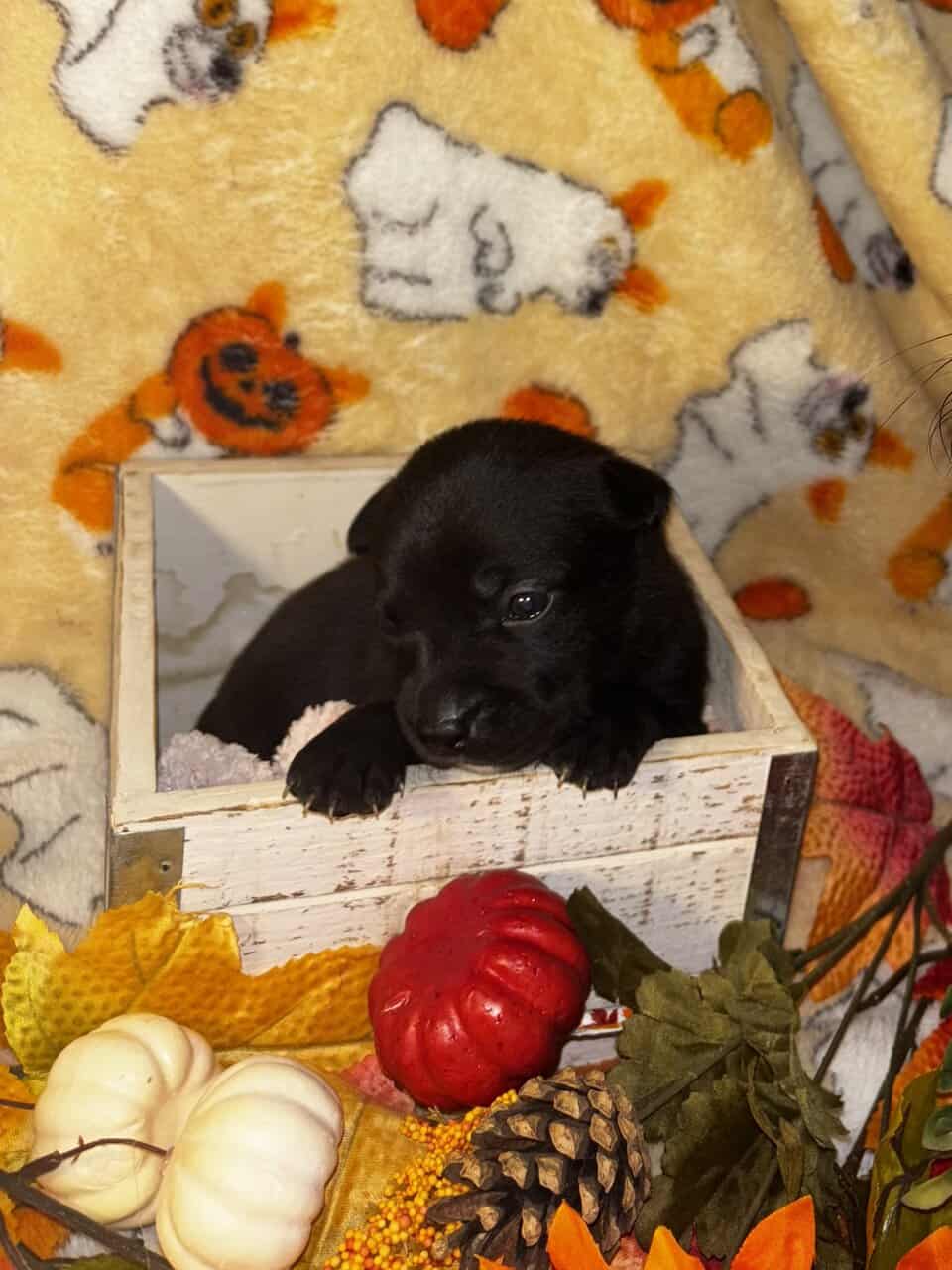 Pit mix Puppies image 1
