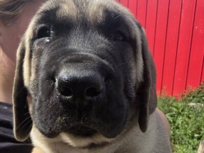 English Mastiff