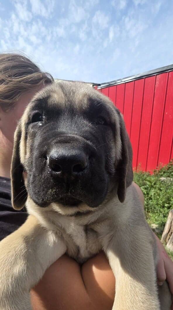 English Mastiff image 1