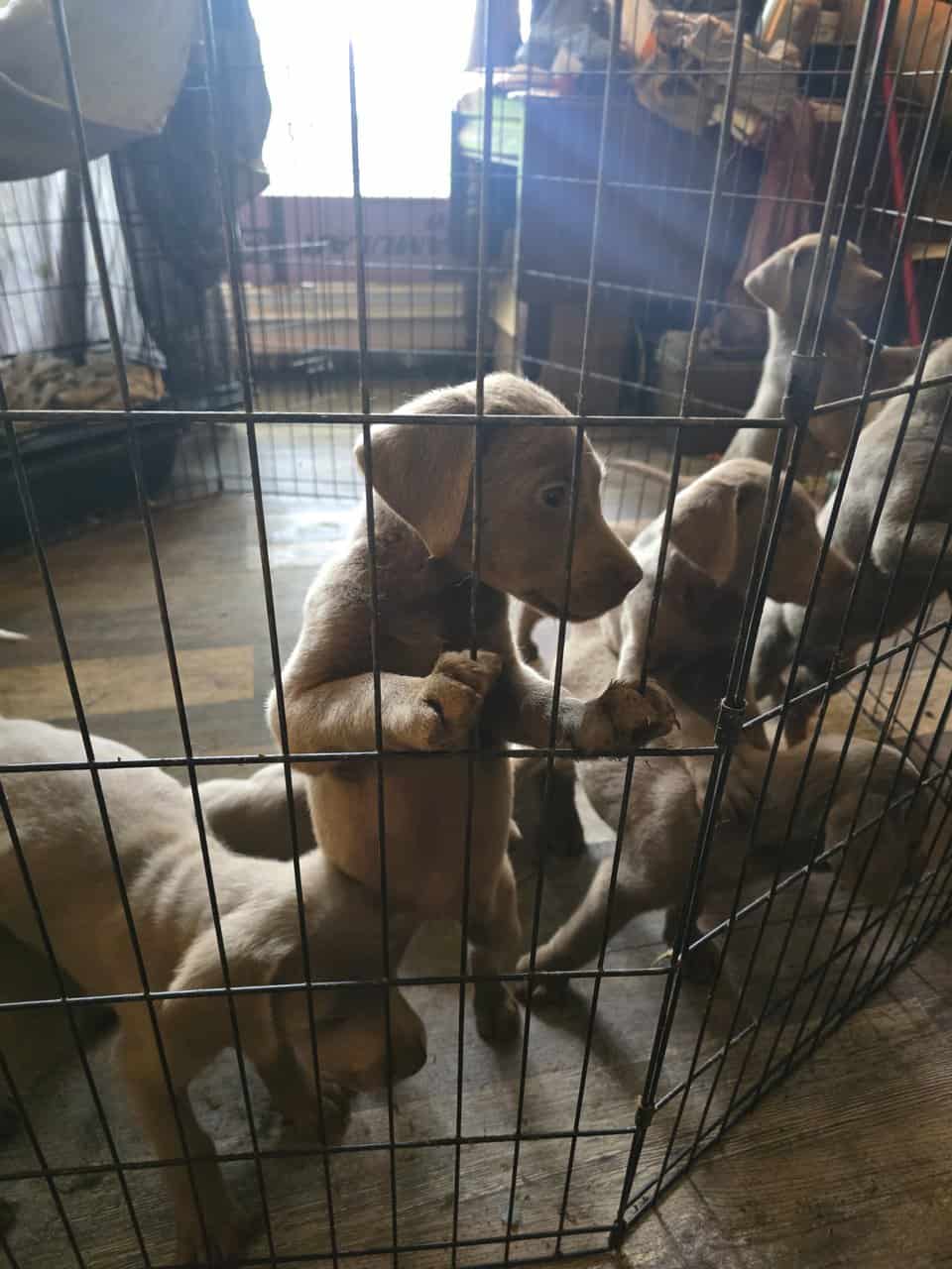 Pure Bred English Labs - Silver image 7