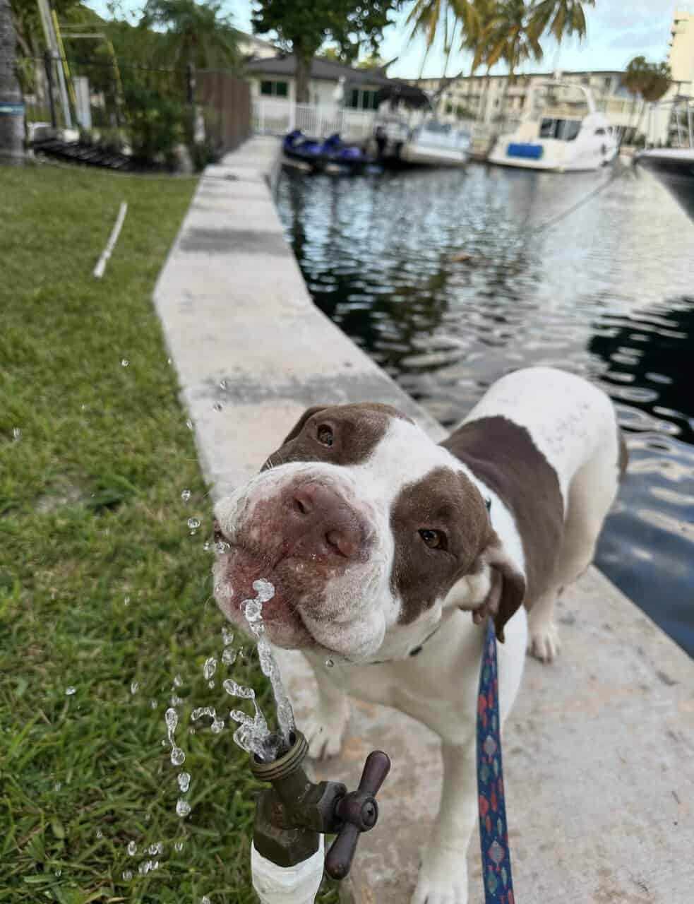 Rocky- Pitbull image 2