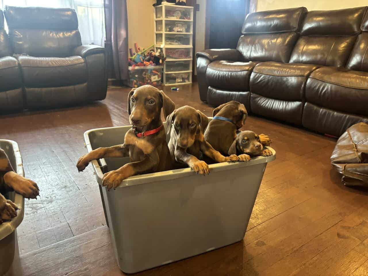 Purebred Doberman Puppies image 3