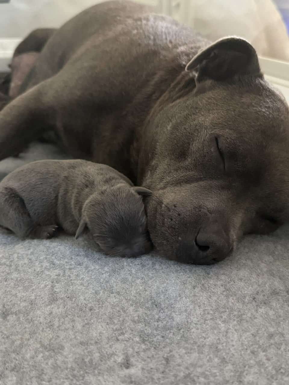 Staffordshire Bull Terrier Puppies For Sale image 3