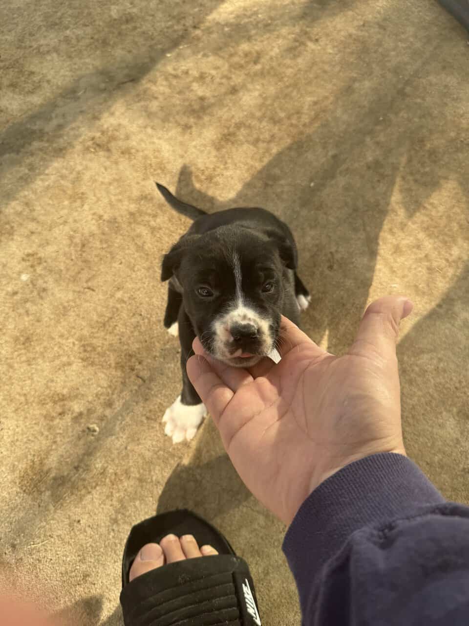 Mastiff Mix Puppies image 5