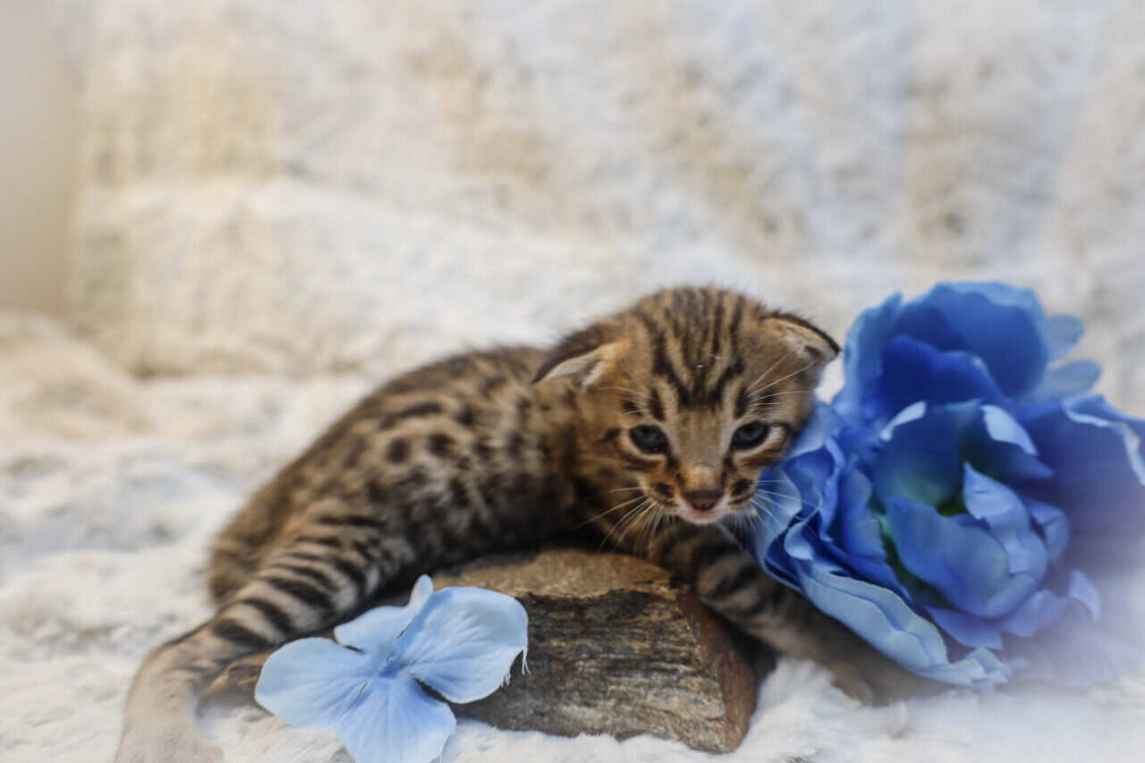 F6 Mr Blue-Supreme Grand Champion Sired Savannah image 4